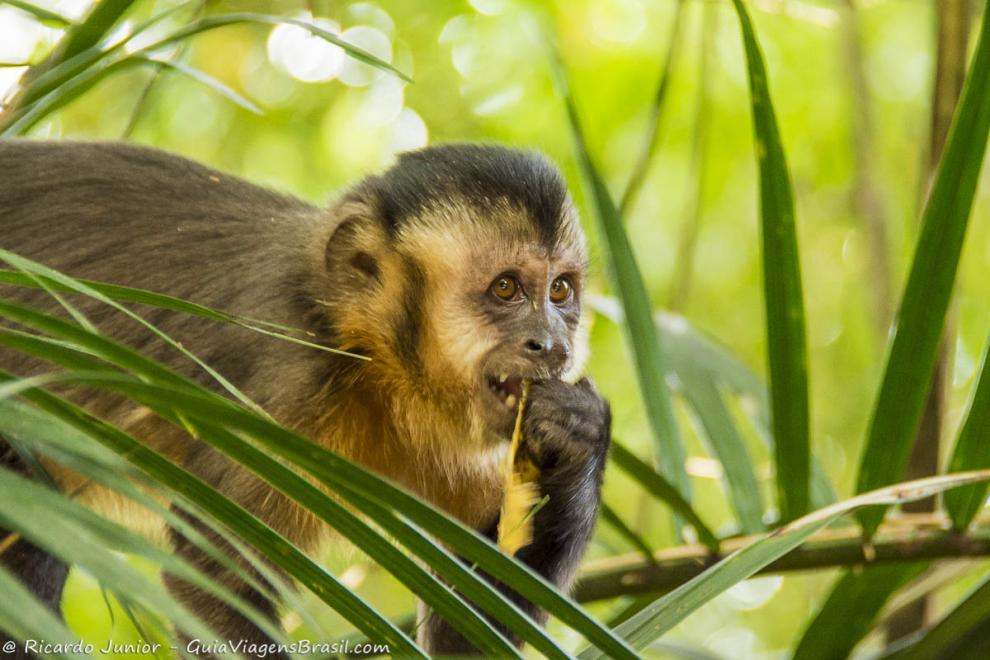 Imagem de um macaco colando um galho na boca.